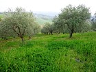 Vendita Terreno Edificabile Res. in V a Bucchianico