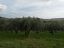 Terreno Agricolo in vendita a Montenero di Bisaccia (CB) contrada colle delle ginestre foto 7