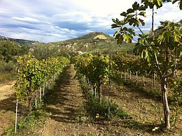 Vendita Terreno Agricolo in V a Bucchianico