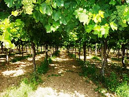 Vendita Terreno Agricolo in V a San Vito Chietino