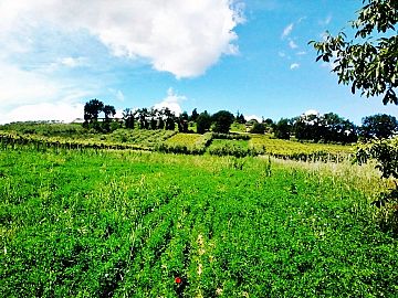 Terreno Agricolo in vendita a Bucchianico (CH) c.da campo di roma foto 6