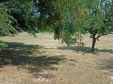 Terreno Edificabile Res. in vendita a Cepagatti (PE) via piemonte foto 12