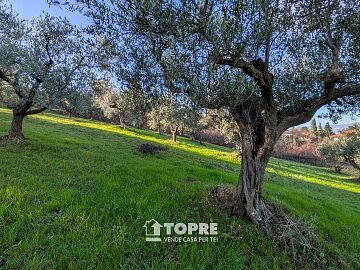 Terreno Agricolo in vendita a Casalincontrada (CH)  foto 12