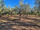 Vendita Terreno Agricolo in V a Giuliano Teatino