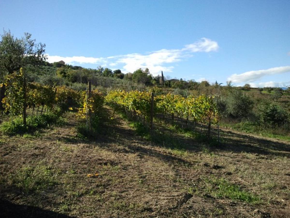 Terreno Agricolo in vendita in C.da Costa Cola  a Bucchianico - 14488 foto 4