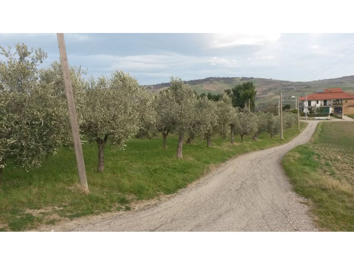 Farmland for sale in contrada colle delle ginestre  at Montenero di Bisaccia - 349047 foto 8