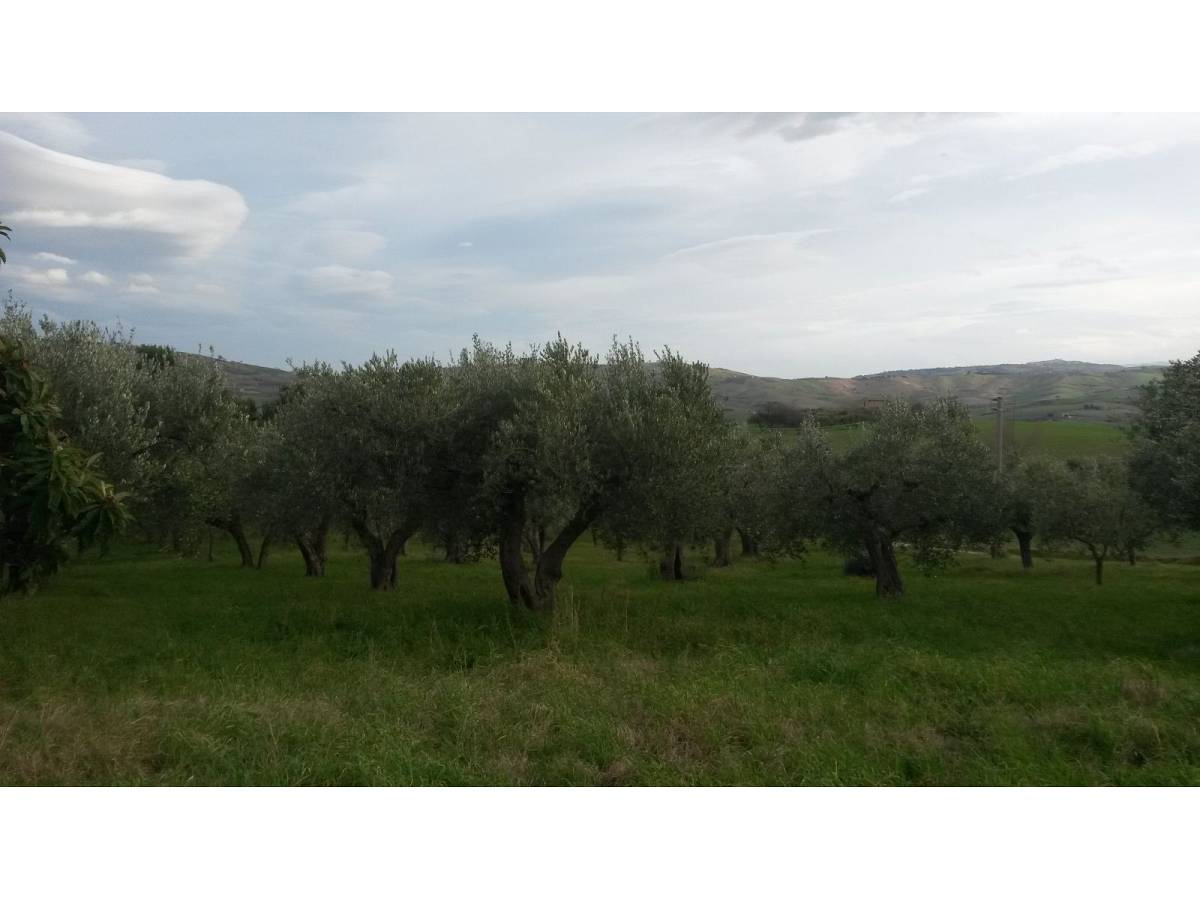 Terreno Agricolo in vendita in contrada colle delle ginestre  a Montenero di Bisaccia - 349047 foto 7