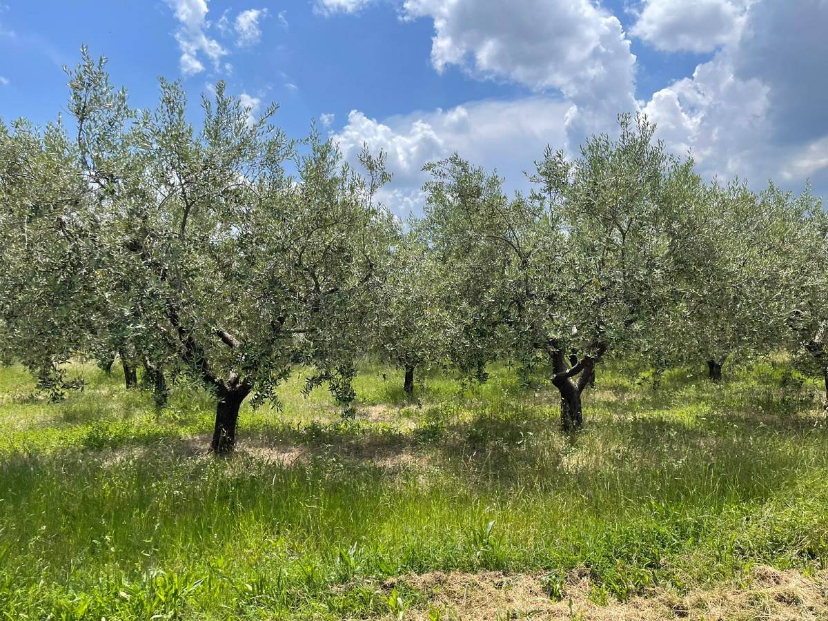 Casa indipendente in vendita in PIANO SAN GIOVANNI  a Cugnoli - 5366508 foto 5